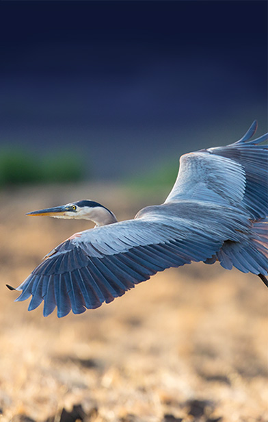 The official bird of Seattle, the Great Blue Heron, is one of the migratory birds that can be seen along the river.