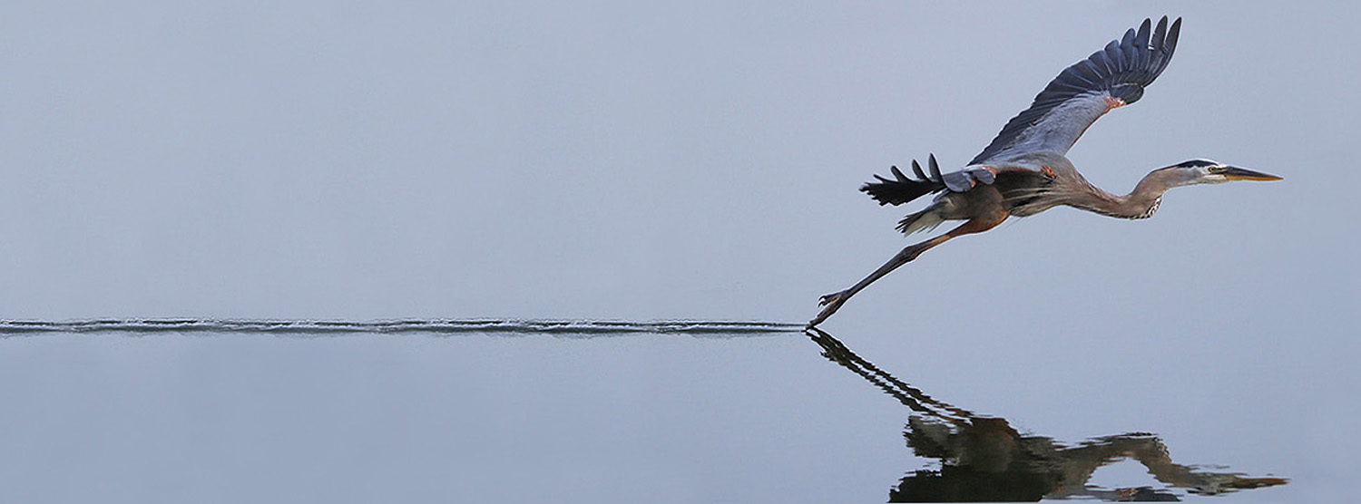 Blue Heron flying just above still water