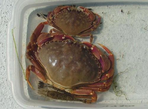 Slender Crab 1