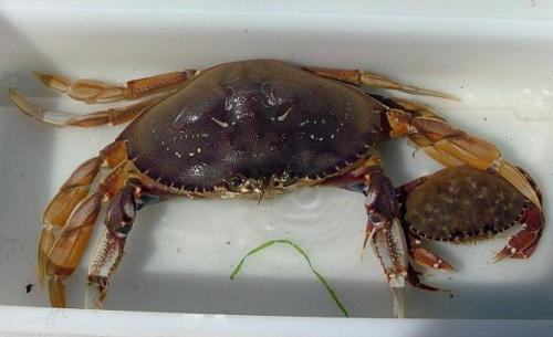 Slender Crab 2