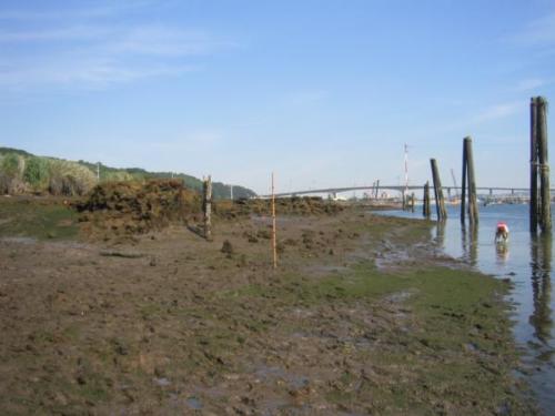 Intertidal location B3a north