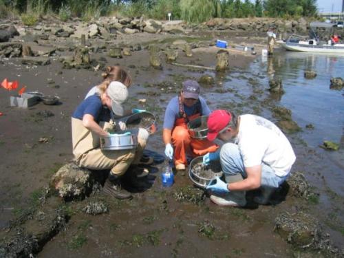 Intertidal - more picking at location B3a 